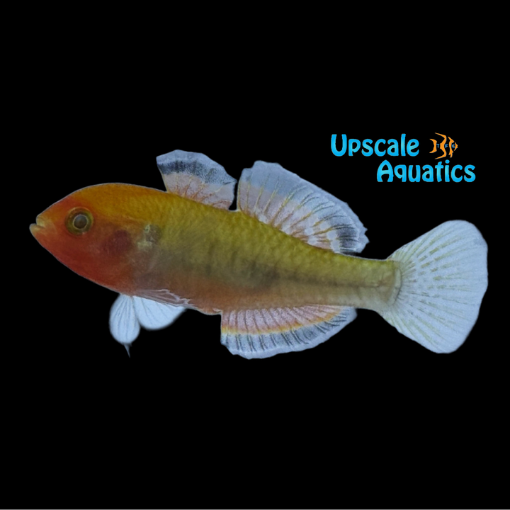 Empire Gudgeon (Hypseleotris compressa)