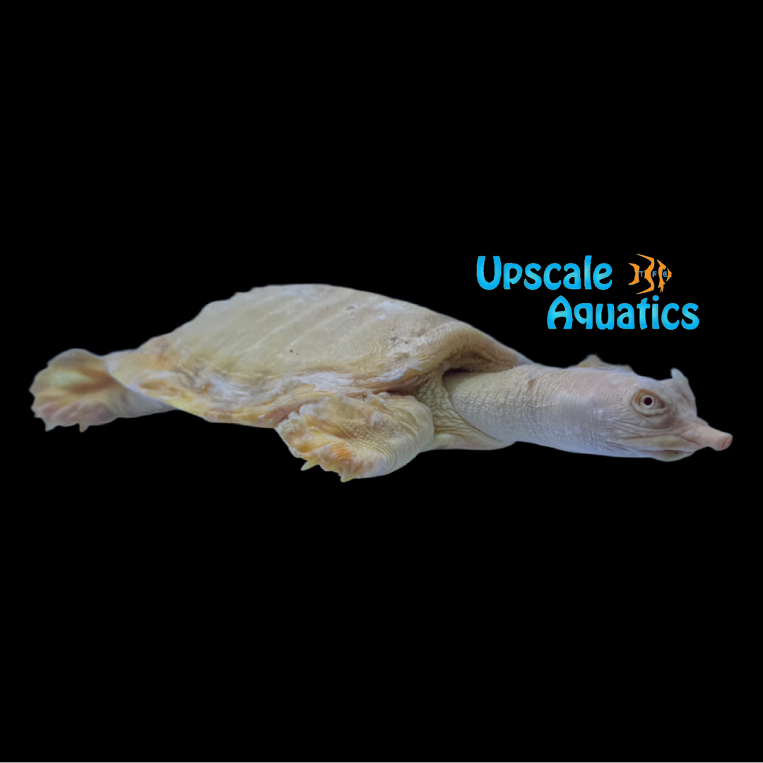 Albino Chinese Softshell Turtle (Pelodiscus sinensis)