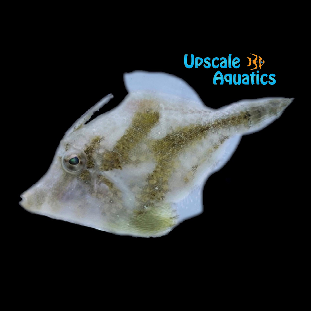 Fanbelly Filefish (Monacanthus chinesis)