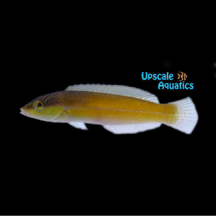 Yellowhead 'Neon' Wrasse (Halichoeres garnoti)