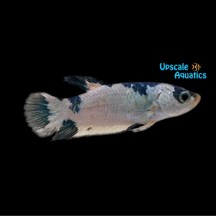 Fancy Marble Plakat Betta - Female (Betta splendens)