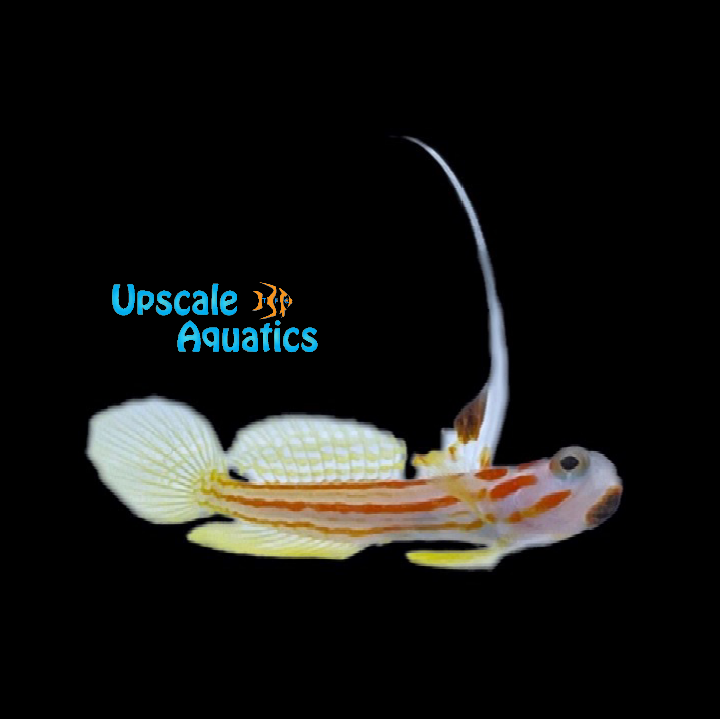 Yasha White Ray Shrimp Goby (Stonogobiops yasha) – Upscale Aquatics