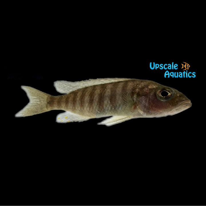 Electric Blue Hap (Sciaenochromis fryeri) - Pair