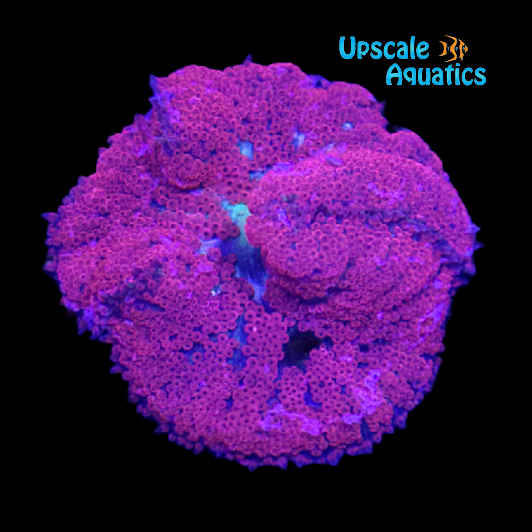 Mini Red Carpet Anemone (Stichodactyla tapetum)