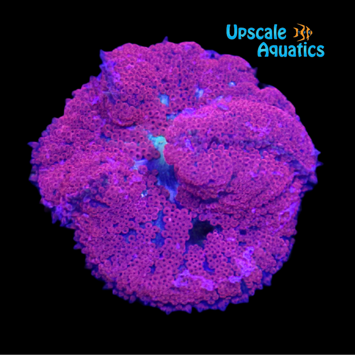 Mini Red Carpet Anemone (Stichodactyla tapetum)