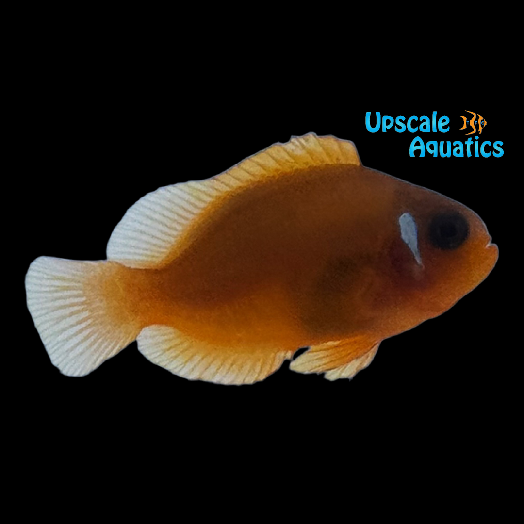 Fire Tomato Hybrid Clownfish (Amphiprion frenatus x Amphiprion ephippium)