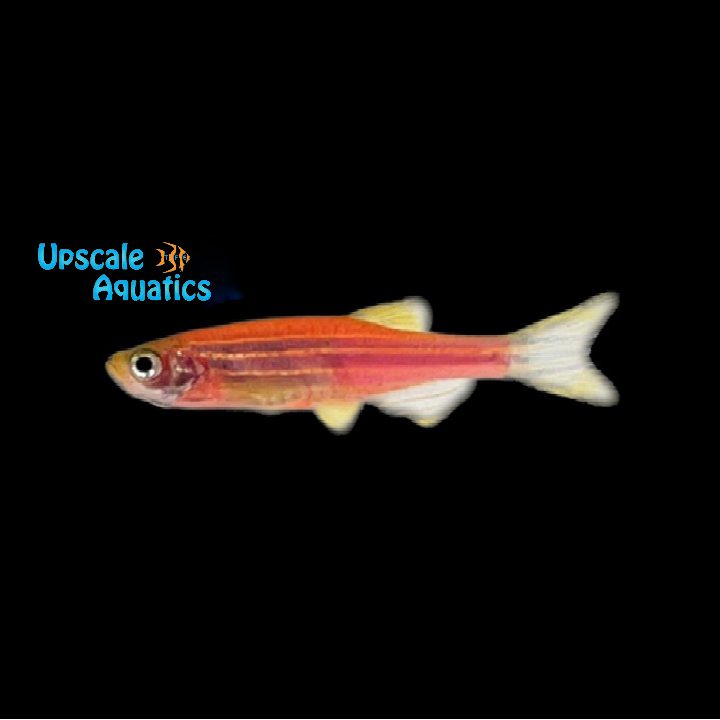 Neon Pink Rainbow Zebra Danio (Danio rerio)