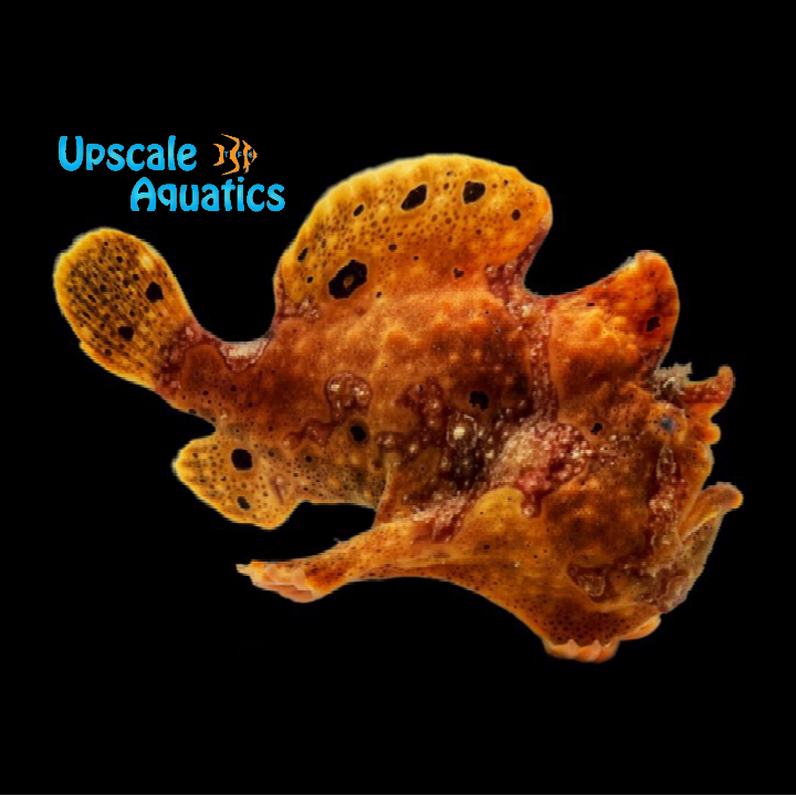 Orange Angler (Antennarius nummifer)