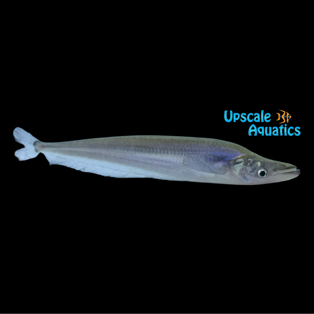 Blue Sheathfish (Phalacronotus bleekeri)