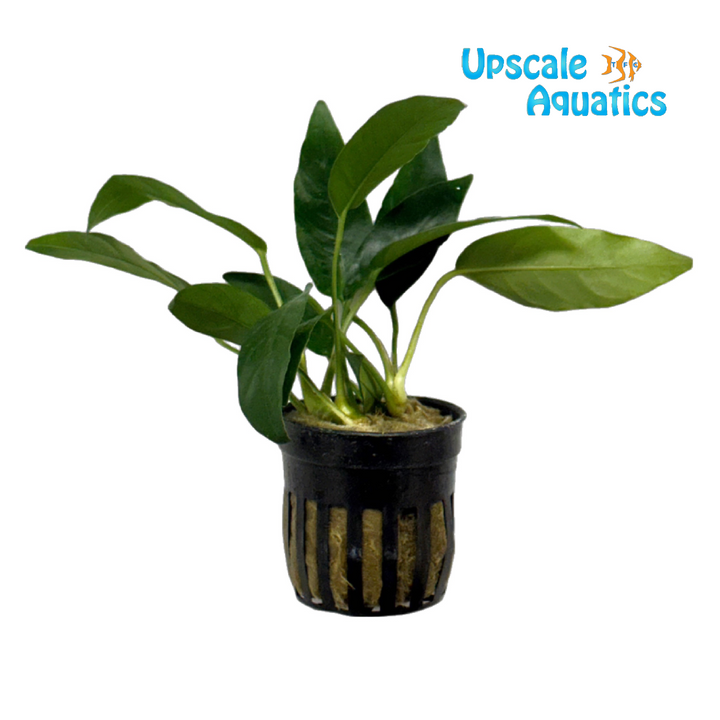 Short & Sharp Anubias (Anubias barteri 'short and sharp')