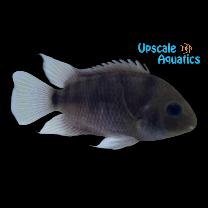 Seven Stripe Cichlid (Amatitlania septemfasciata)
