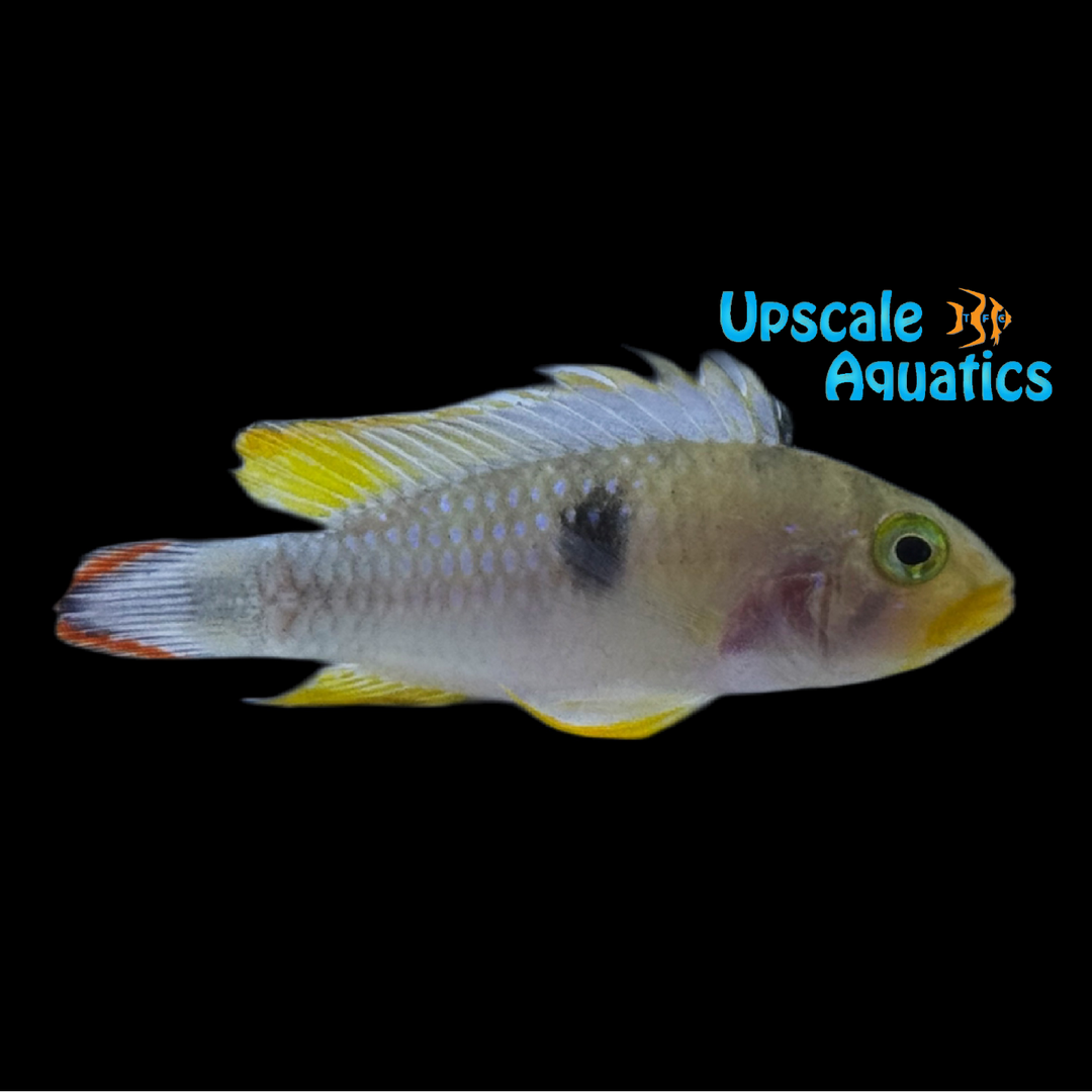 Apisto. Panduro (Apistogramma panduro)