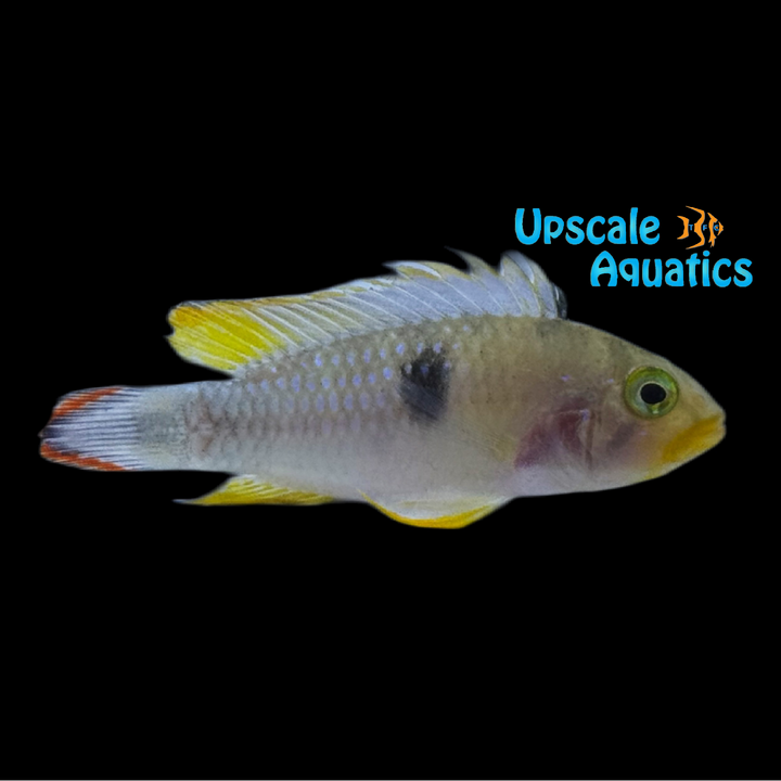 Apisto. Panduro (Apistogramma panduro)