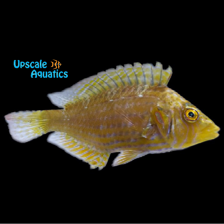 Cockerel Wrasse (Pteragogus enneacanthus)