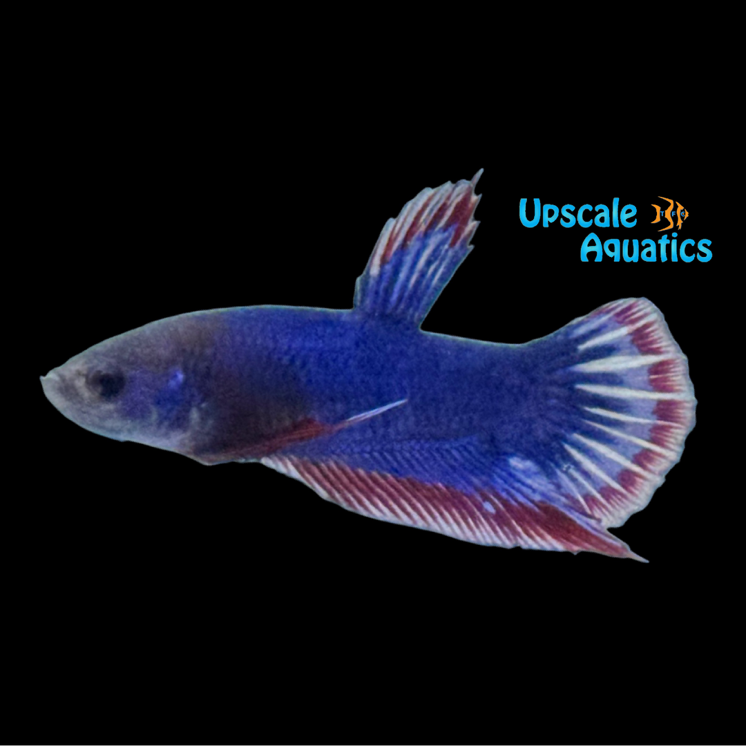 American Flag Plakat Betta - Male (Betta splendens)
