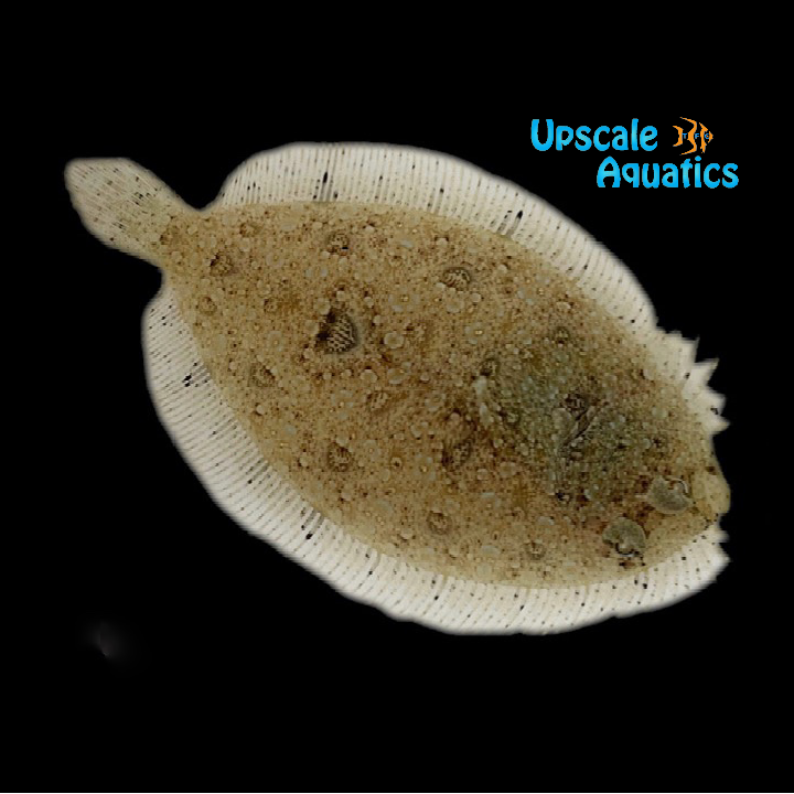 Leopard Flounder (Bothus pantherinus)