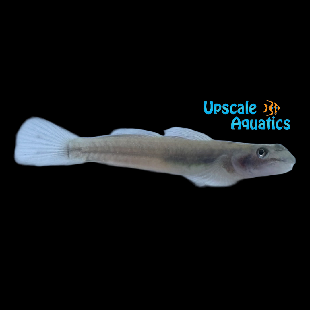 Red Volcano Goby (Lentipes sp. 'Luwuk Red')