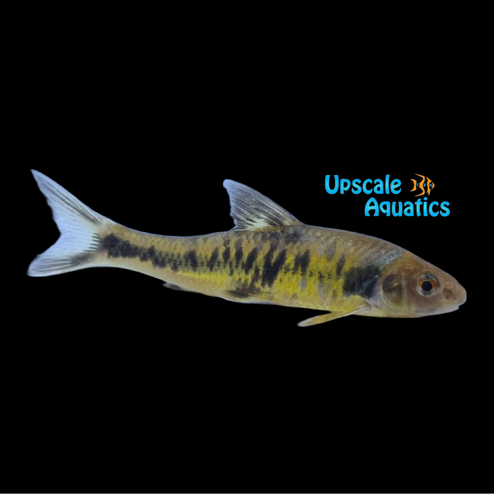 Rainbow Gudgeon (Sarcocheilichthys nigripinnis)