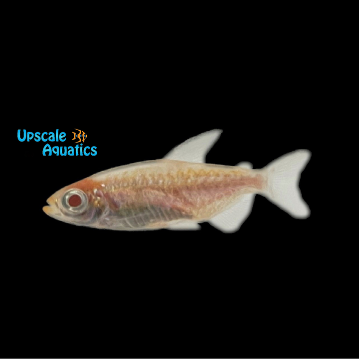 Albino Congo Tetra (Phenacogrammus interruptus albino)