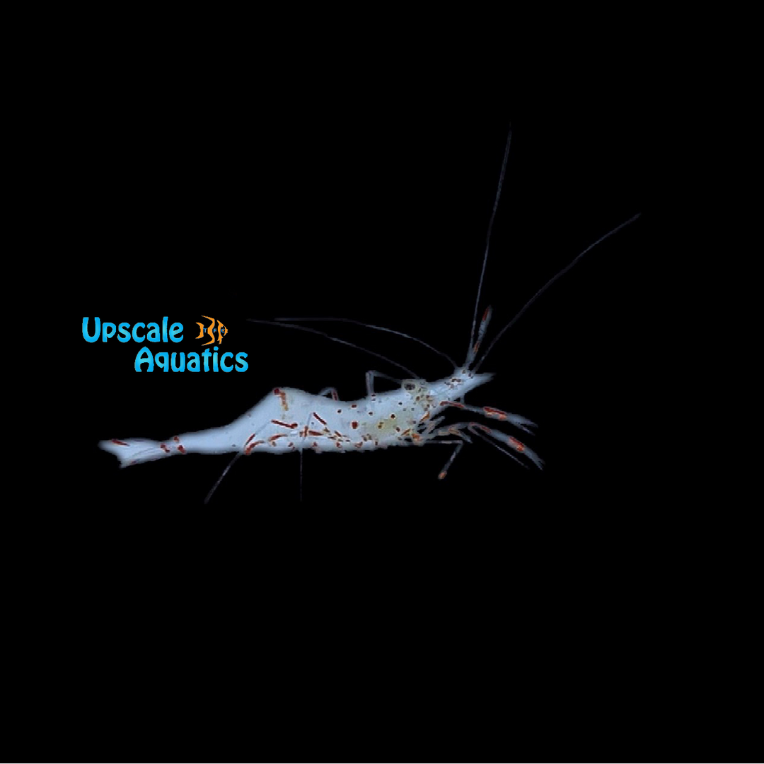 Anton Brunni Cleaner Shrimp (Urocaridella antonbruunii)