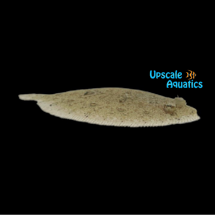 Leopard Flounder (Bothus pantherinus)