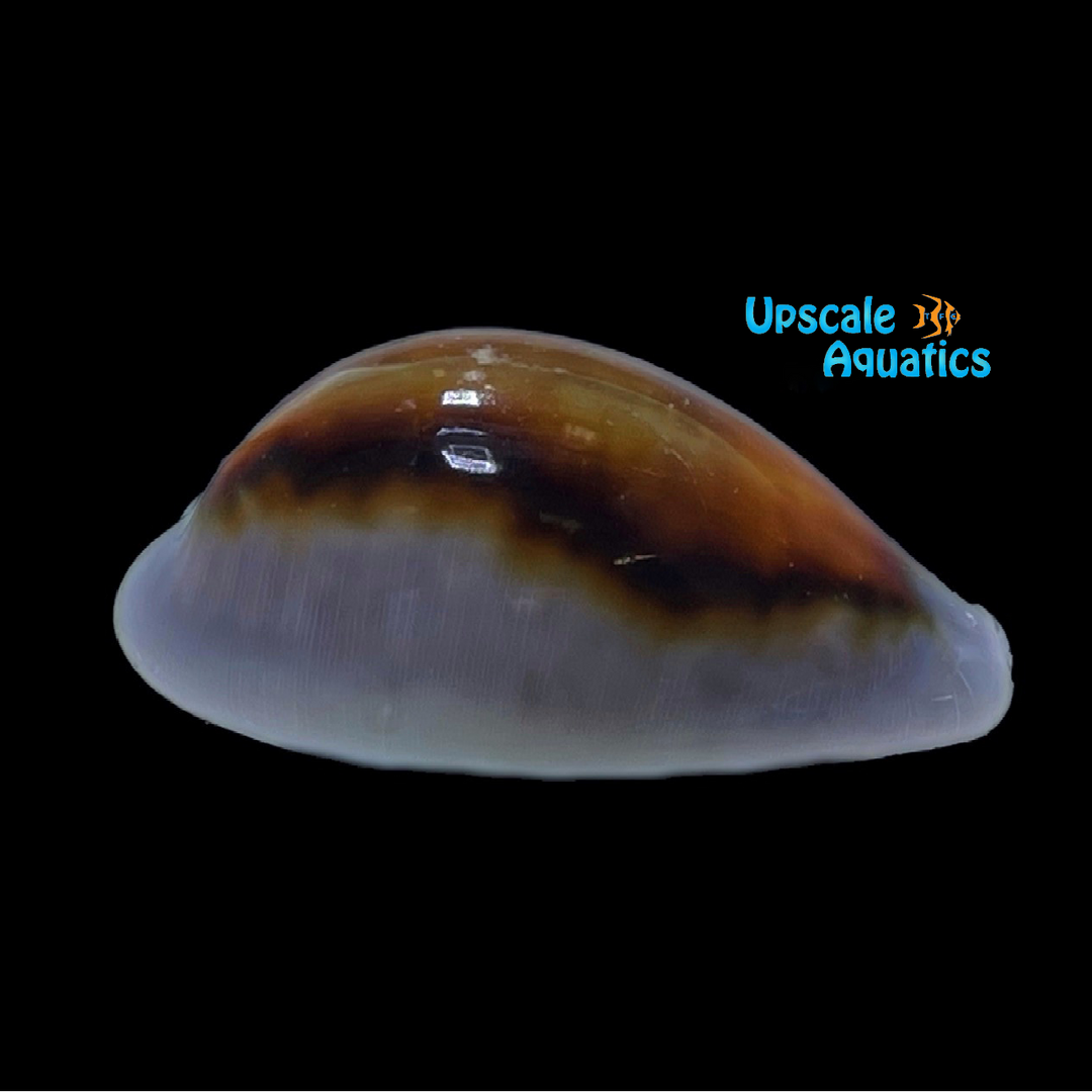 Chestnut Cowrie Snail (Neobernaya spadicea)