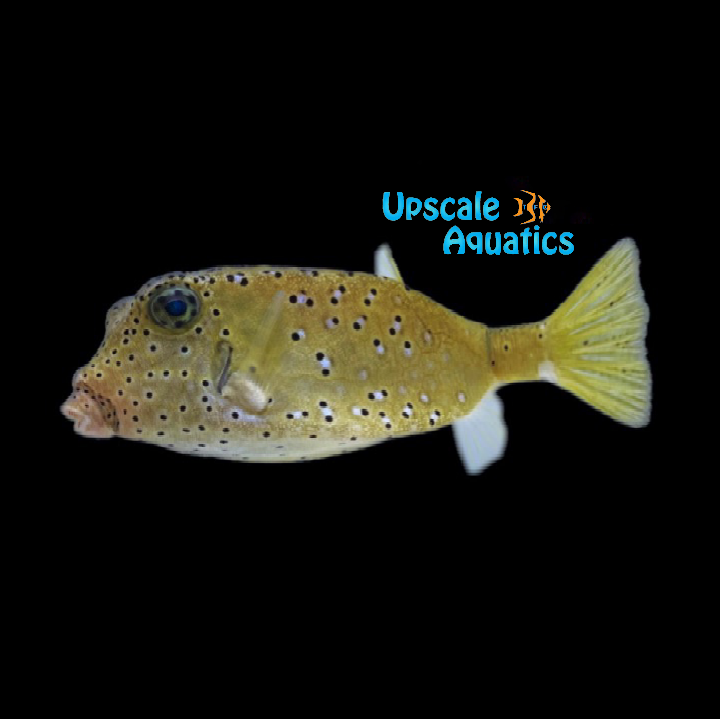 buy a box fish Blue Pair NYAquatic As suggested by the name Boxfish & Cowfish Upscale