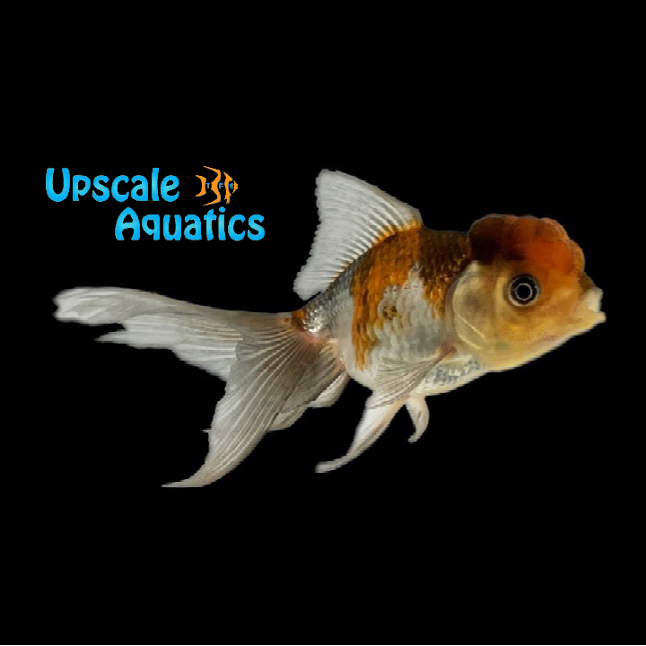 Tricolor Oranda Goldfish (Carassius auratus)