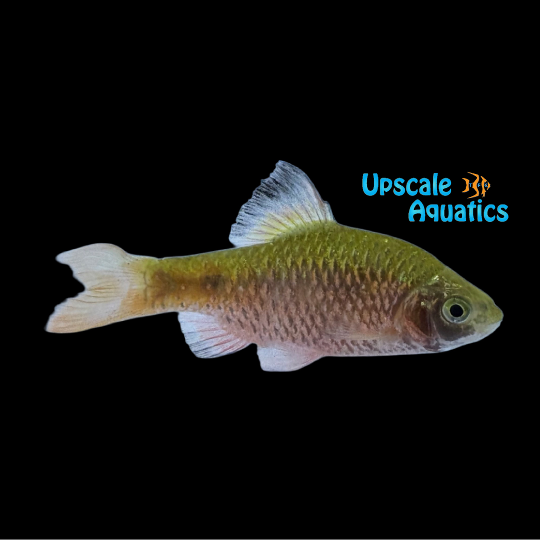 Rosy Barb (Pethia conchonius)