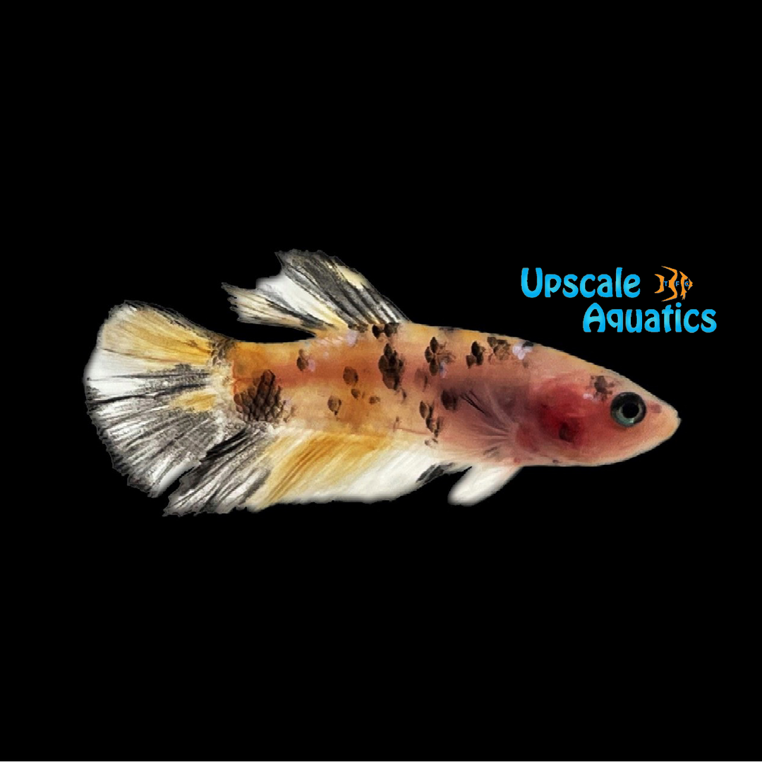 Yellow Galaxy Plakat Betta - Female (Betta splendens)