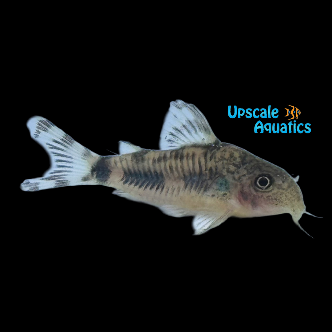 Emerald Blotch Cory (Corydoras froelichi)