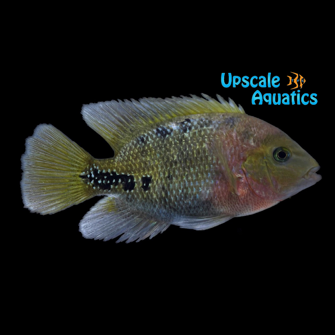 Red Head Synspilum Cichlid (Vieja synspila)