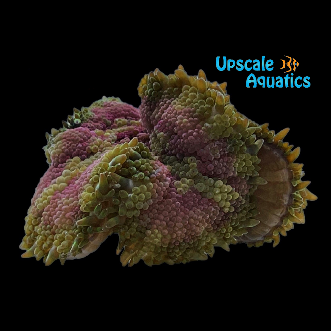 Mini Maxi Carpet Anemone (Stichodactyla tapetumi)