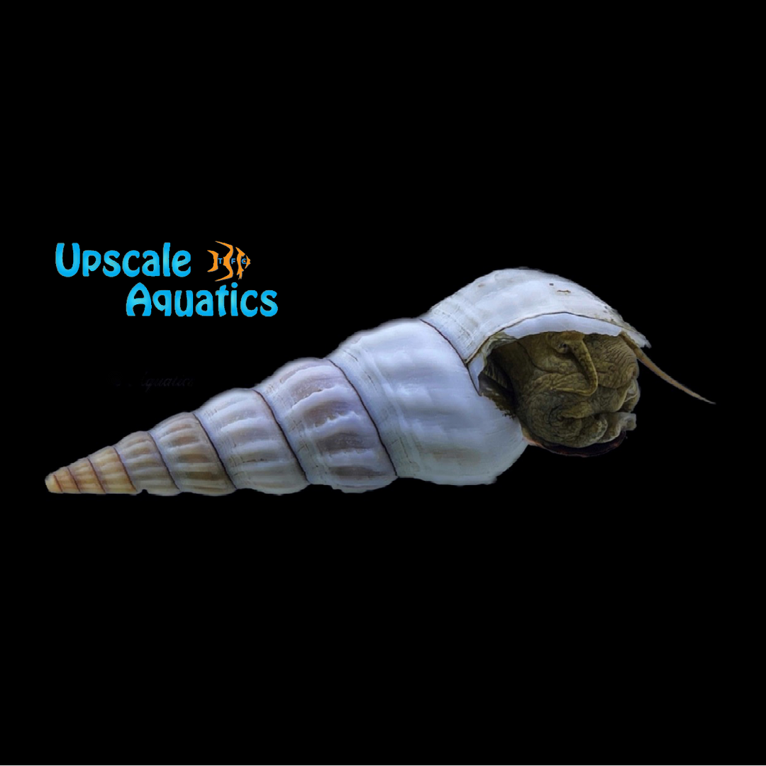 Giant Tower Cap Snail (Brotia herculea 'White')