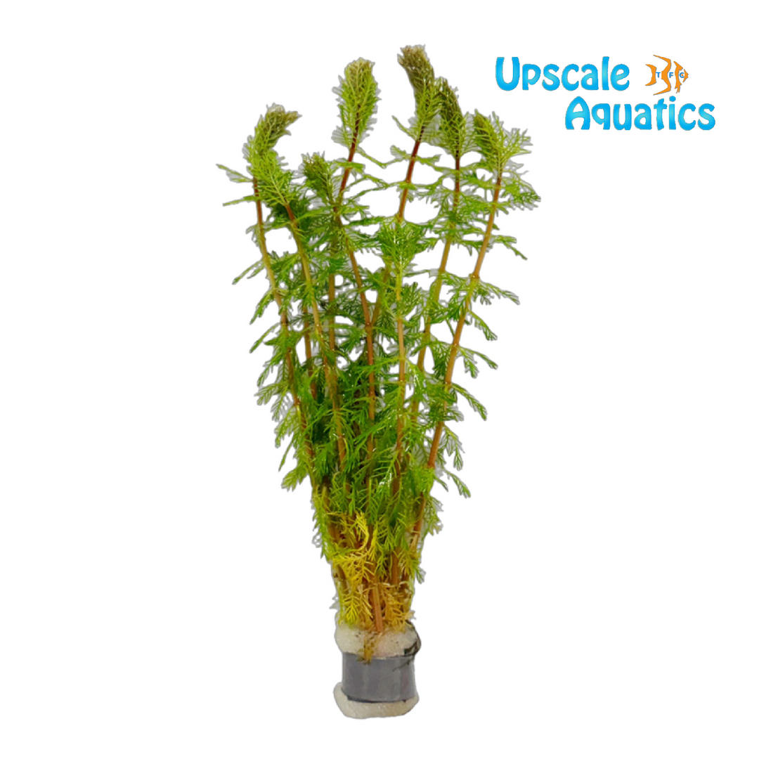 Myriophyllum Rubricaule