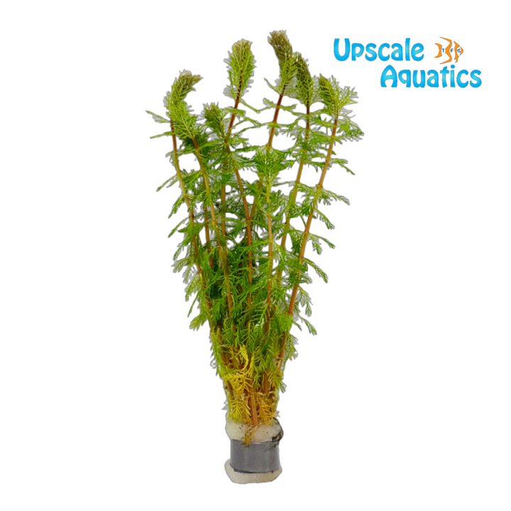 Myriophyllum Rubricaule