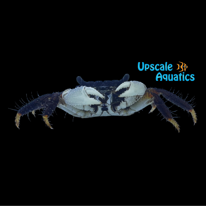 African Mangrove Crab (Goniopsis pelii)
