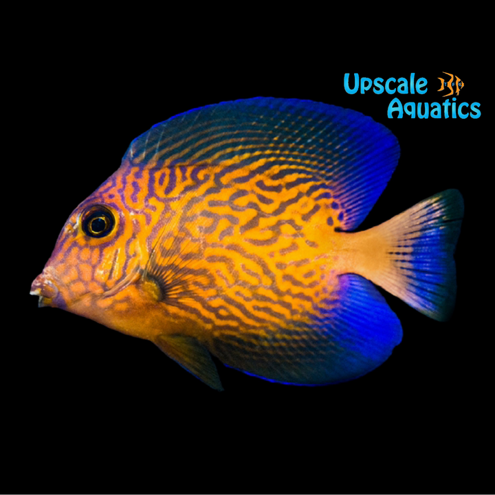 Chevron Tang (Ctenochaetus hawaiiensis)