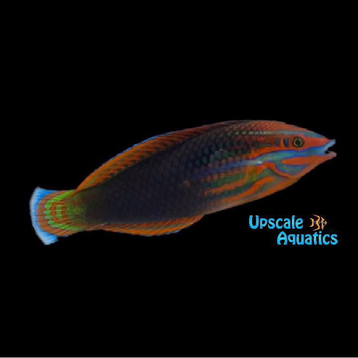 Christmas Wrasse (Halichoeres biocellatus)