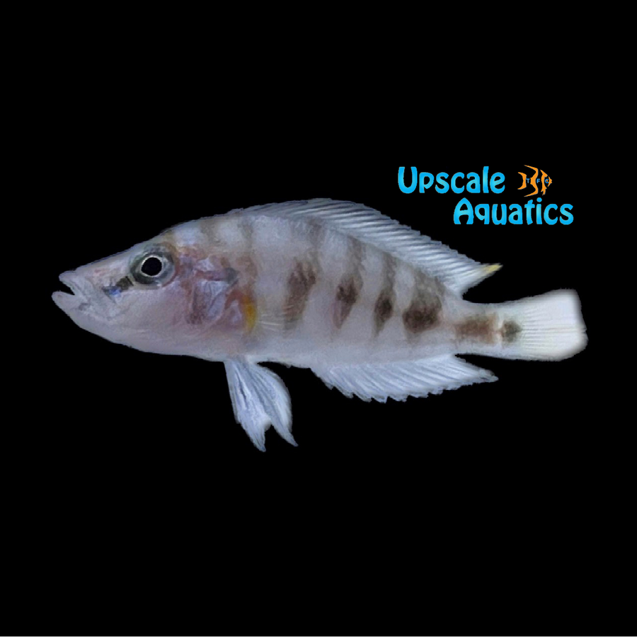 Dwarf Sumbu Compressiceps (Altolamprologus compressiceps 'Sumbu ...
