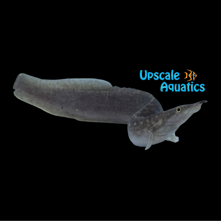 Singkarak Spiny Eel (Mastacembelus cf. Lake Singkarak)