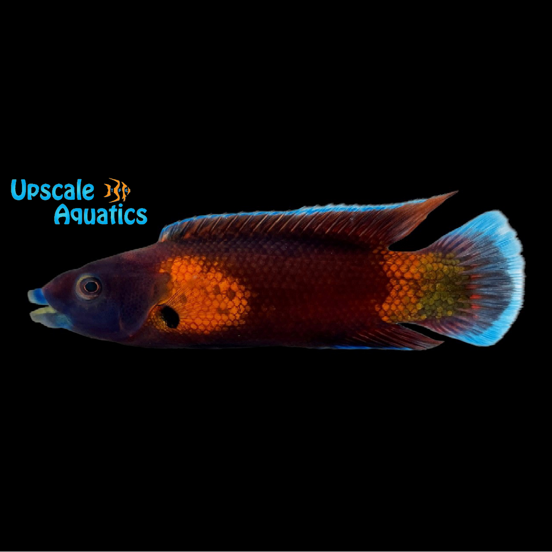 Northern Tubelip Wrasse (Labropsis manabei)