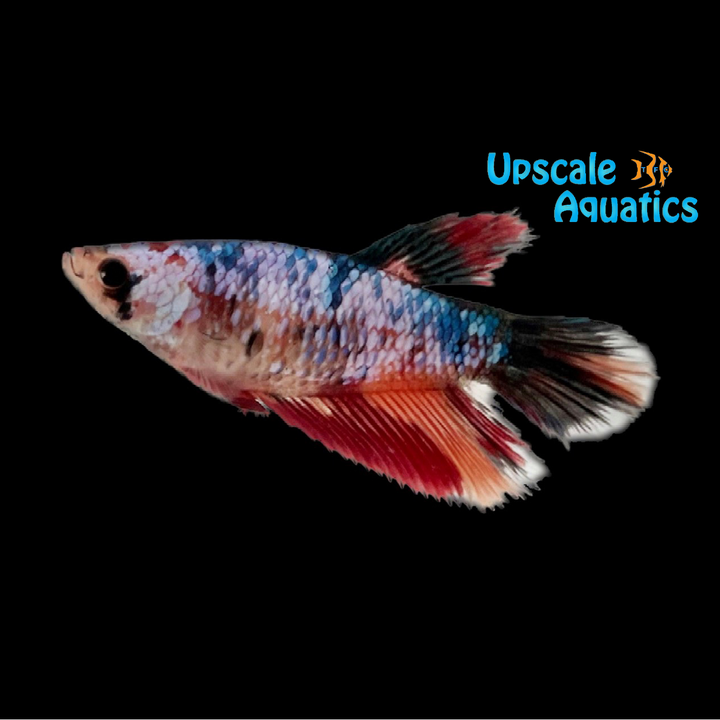 Longtail Koi Betta - Female (Betta splendens)