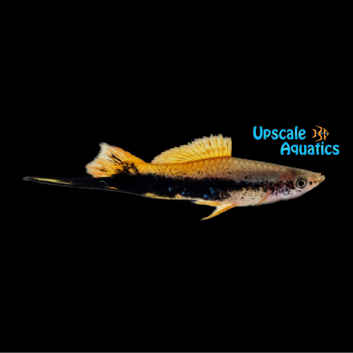 Gold Tuxedo Swordtail (Xiphophorus helleri)