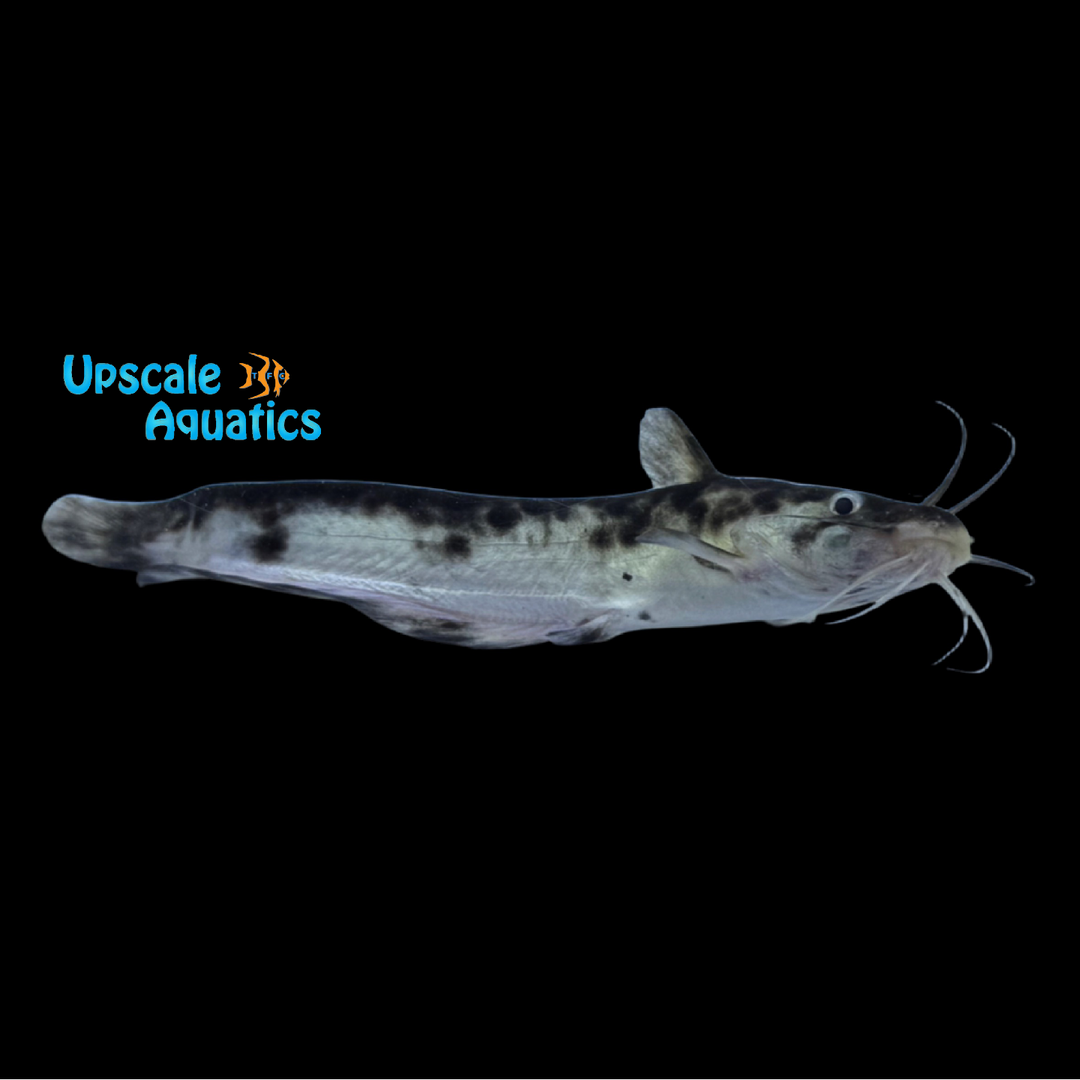 Tandel Fish Panda Eel-Tailed Catfish (Tandanus tandanus var.) – Upscale Aquatics