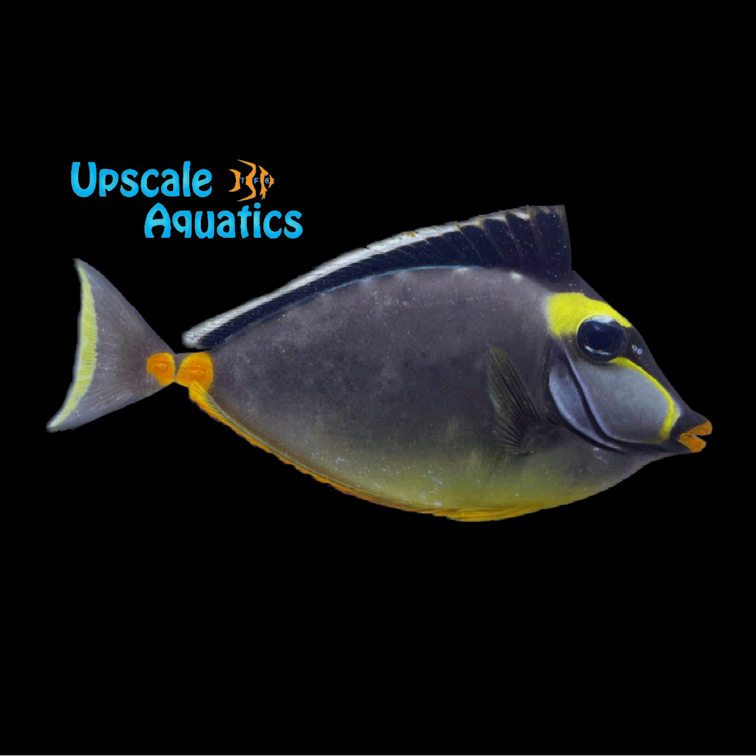 Naso Tang (Naso lituratus)