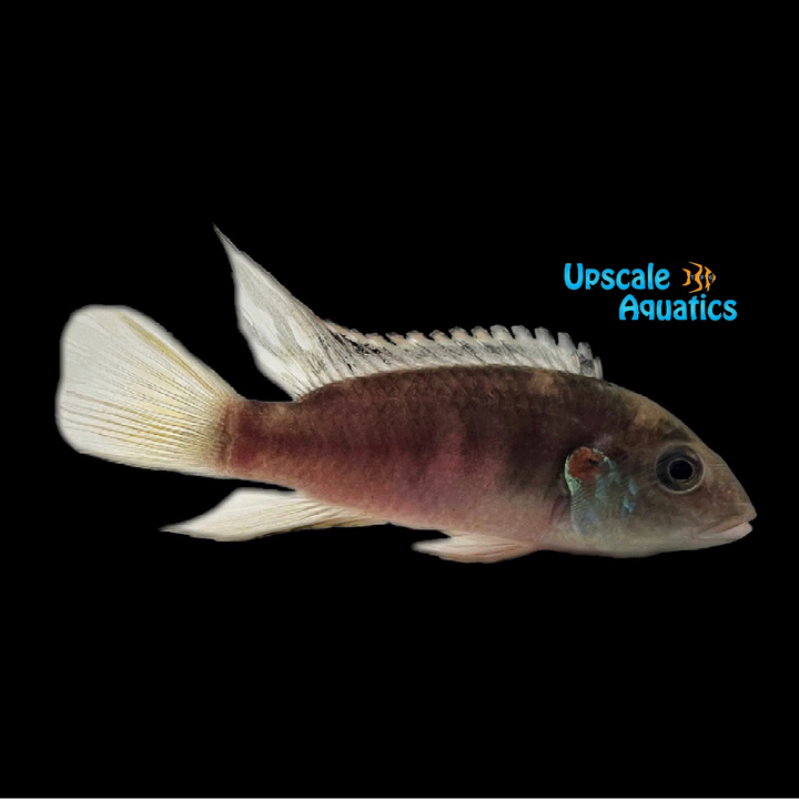 Benitochromis Nigrodorsalis 'Ndonga'