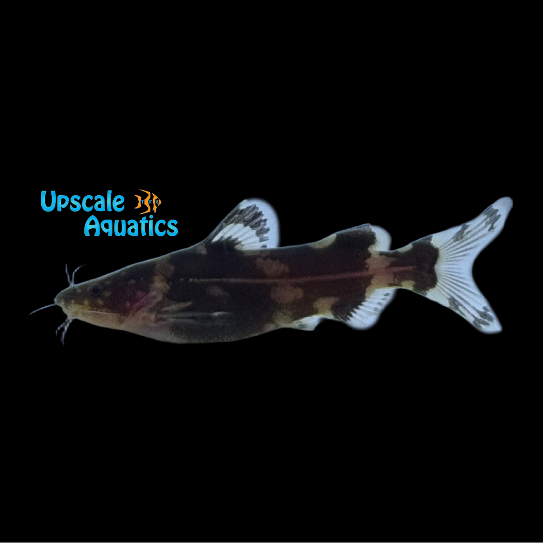 Tiger Stripe Bee Catfish (Pseudomystus heokhuii)