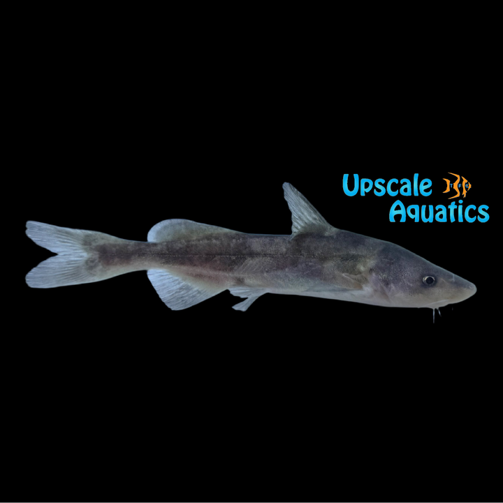 Chinese Longsnout Catfish (Tachysurus dumerili)