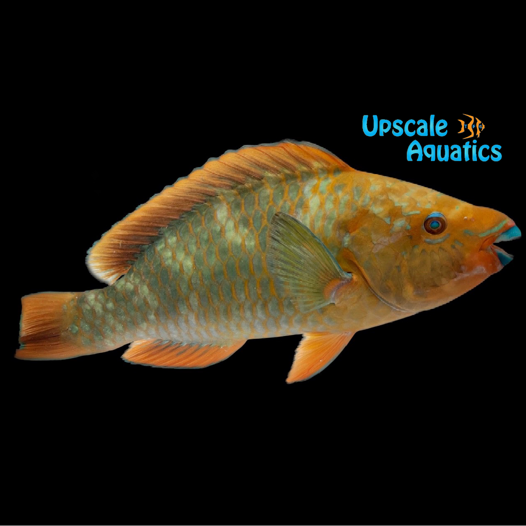 Rainbow Parrotfish (Scarus guacamaia)